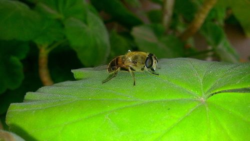 Close-up of insect on plant