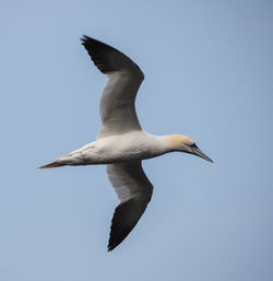 Low angle view of seagull flying against clear sky