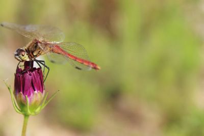 Close-up of dragonfly on flower