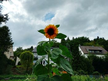 Flowers blooming by tree against sky