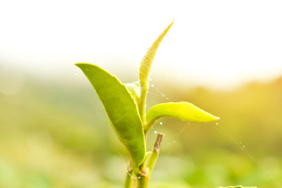 Close-up of raindrops on plant