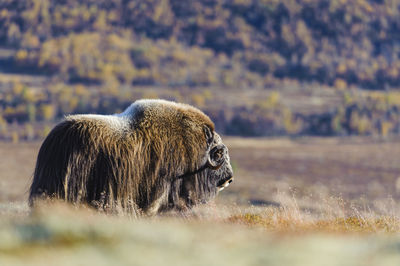 Musk ox animals standing in autumn landscape, norway