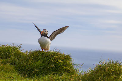 Bird flying over the sea against sky