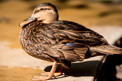 Close-up of bird perching