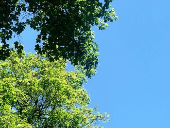 Low angle view of tree against clear blue sky