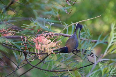 Close-up of bird perching on plant