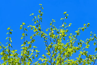 Low angle view of plants against clear blue sky