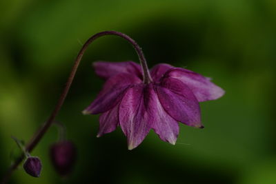 Close-up of purple flowering plant