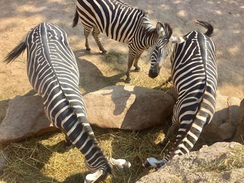 High angle view of zebras in zoo