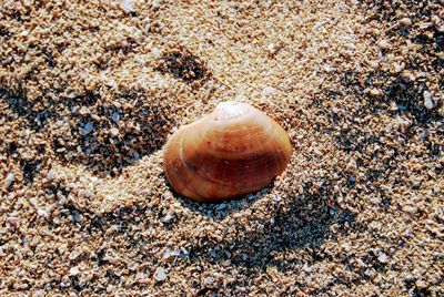 High angle view of shells on beach