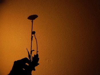 Close-up of silhouette plant against blurred background