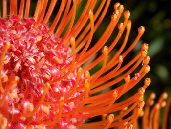 Close-up of red flowering plant