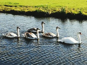Swans swimming in lake