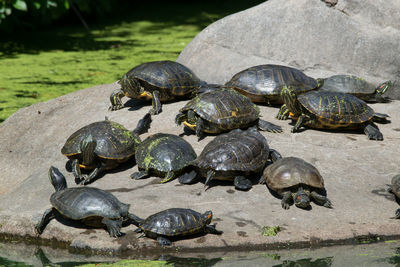 Turtles sunning themselves on a rock, prospect park, brooklyn, ny