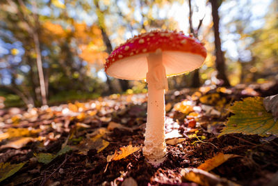 Close-up of mushroom growing in forest