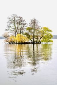 Tree by lake against clear sky