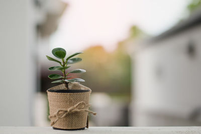 Close-up of potted plant