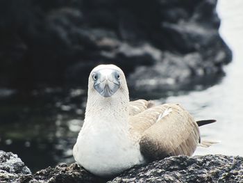 Close-up of bird perching on rock by lake