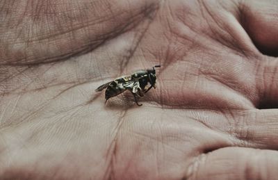 Close-up of insect on hand