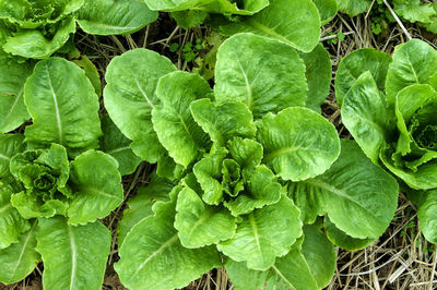 Lettuce growing in the soil
