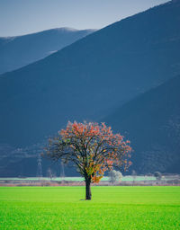 Tree on field against sky