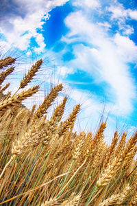 Low angle view of wheat field against sky