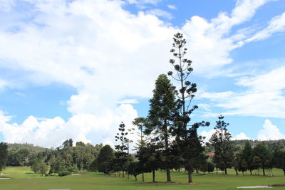 Low angle view of trees on field against sky