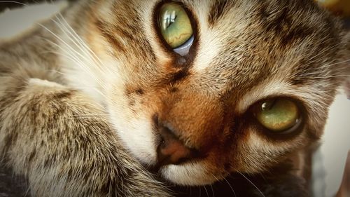 Close-up portrait of cat