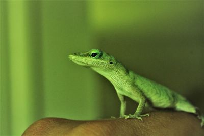 Close-up of lizard on green leaf