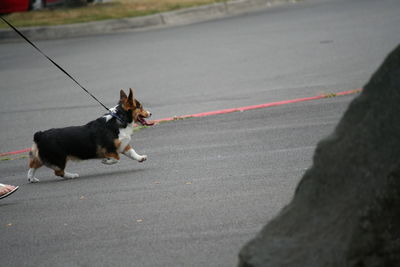 Pembroke welsh corgi walking on street