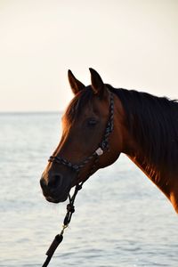 Close-up of horse against sea against clear sky