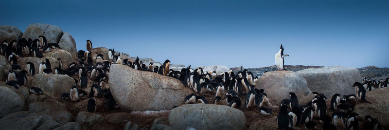 Panoramic view of people on shore against clear sky