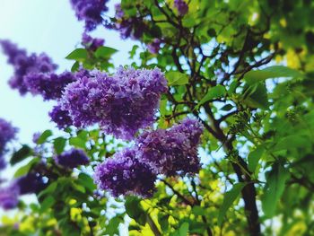 Close-up of purple flowering plant