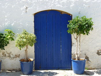 Potted plant against building