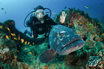 View of fish swimming in sea