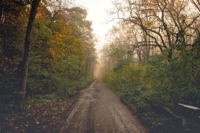 Road amidst trees in forest during autumn