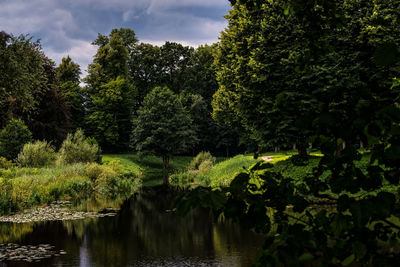 Reflection of trees in water