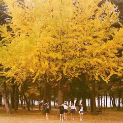 Trees on field