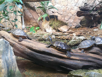 High angle view of lizard on rock in zoo