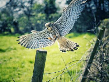 Close-up of eagle flying