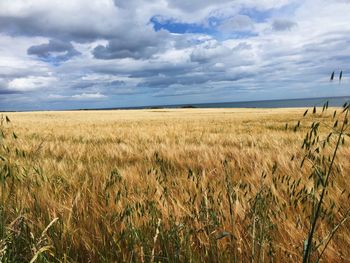 Scenic view of wheat field against sky