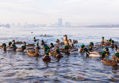 A flock of ducks are swimming in the river in winter. birds in the winter. waterfowl.