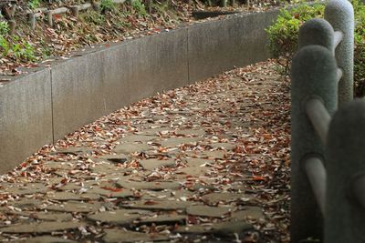 High angle view of leaves on footpath in park during autumn