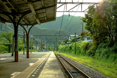 Railroad tracks amidst trees