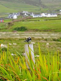 Bird on a field