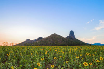 Scenic view of flowering plants on field against sky