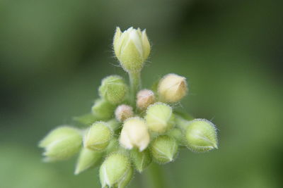 Close-up of flowering plant