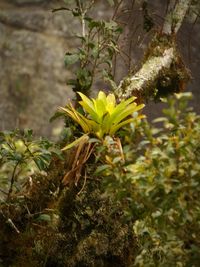 Close-up of yellow flowers