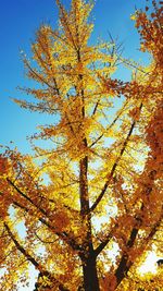 Low angle view of tree against sky during autumn