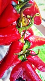 Close-up of red chili peppers